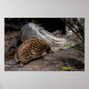 Search for australian animal posters Echidna