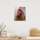 Search for barnyard animal posters Chickens