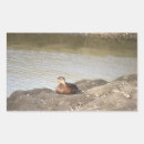 Search for mallard duck stickers Animals