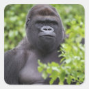 Search for silverback stickers Wildlife