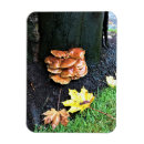 Search for fall leaf magnets Colourful