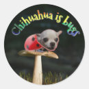 Search for funny chihuahua stickers Animals