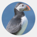 Search for atlantic puffin stickers Beak