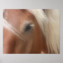 Search for belgian posters Equine