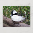 Search for species postcards Birds
