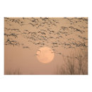 Search for migratory Nature