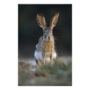 Search for lepus Animal