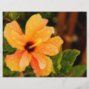 Search for tropical flyers Hibiscus