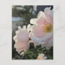 Search for rose postcards Pastel