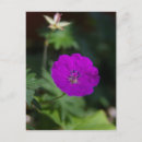 Search for purple garden flowers postcards Photograph