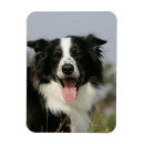 Search for panting magnets Collie border