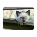 Search for siamese magnets Domestic cat