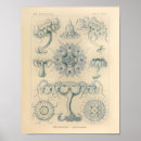 Search for medusa posters Blue