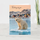 Search for species cards Polar bear