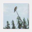 Search for osprey magnets Bird