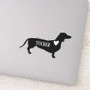 Search for dachsund Dog