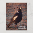 Search for magpie postcards Australia