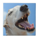 Search for greyhound tiles Funny