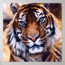 Search for tiger face posters Jungle