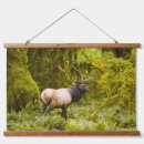 Search for bull elk art Superstock