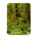 Search for lush magnets Forest
