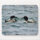 Search for loons electronics Bird
