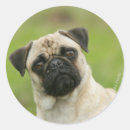 Search for mops stickers Carlin