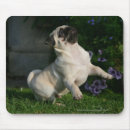 Search for mopping electronics Puppy