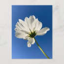Search for sympathy notes for flowers White