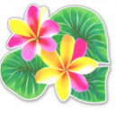 Search for white plumeria stickers Hawaii
