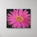 Search for gerber daisy art Pink