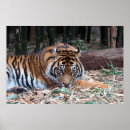 Search for tiger eyes posters Africa