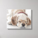 Search for spaniel canvas prints Pets