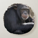 Search for monkey around home living Animal