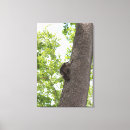 Search for racoon canvas prints Woods