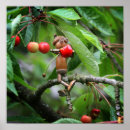 Search for funny cherry posters Summer