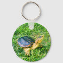 Search for snapping turtle Wildlife