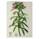 Search for echium Flower