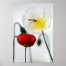 Search for iceland poppy posters Red
