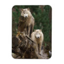Search for wolf rectangular magnets Snow