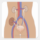 Search for transplant stickers Medical