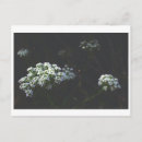 Search for desert flowers postcards New mexico