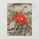 Search for scarlet postcards Wildflower