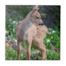 Search for fawn tiles Animal