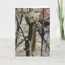 Search for nutty squirrel cards Squirrels