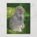 Search for rabbit ear postcards Lop