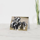 Search for collie puppy cards Puppies