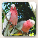 Search for australian coasters Fauna