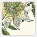 Search for passion flower stickers Botanical