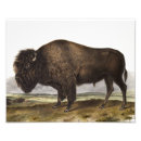 Search for american wildlife posters Mammal